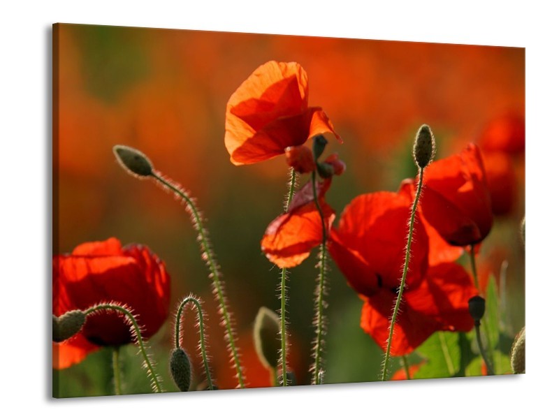 Canvas schilderij Klaproos | Rood, Groen | 100x70cm 1Luik