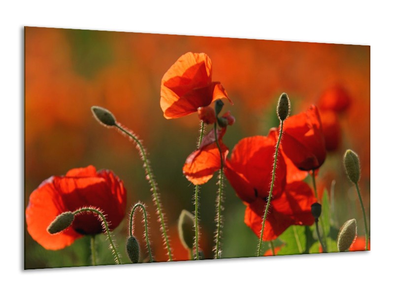 Canvas schilderij Klaproos | Rood, Groen | 120x70cm 1Luik