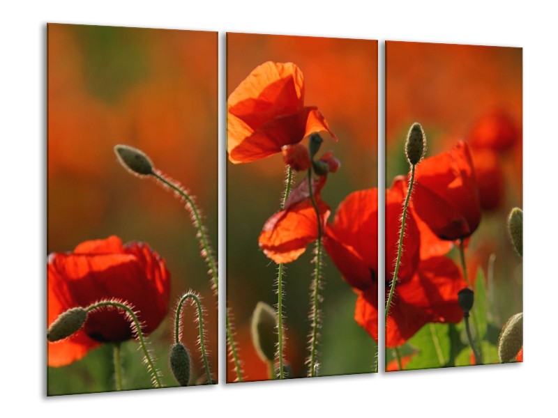Canvas schilderij Klaproos | Rood, Groen | 120x80cm 3Luik