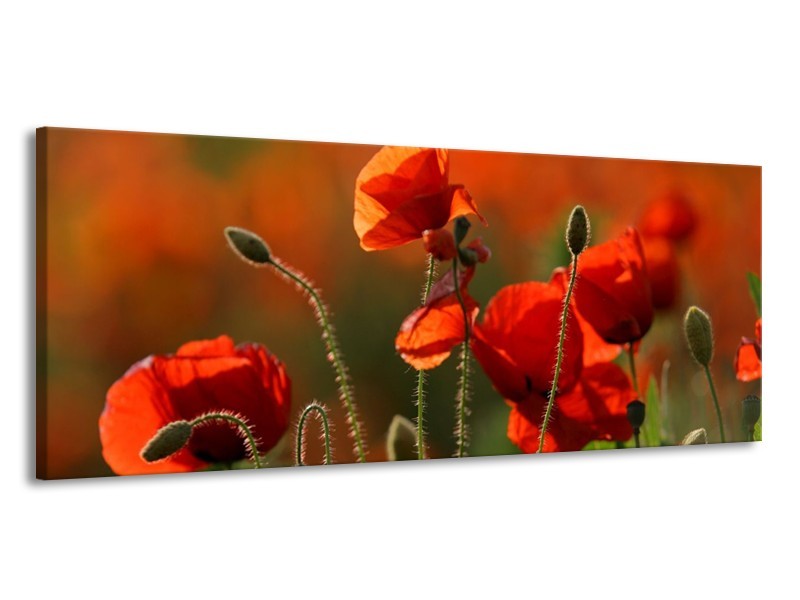 Canvas schilderij Klaproos | Rood, Groen | 145x58cm 1Luik