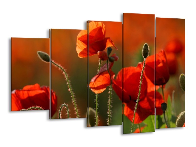 Canvas schilderij Klaproos | Rood, Groen | 150x100cm 5Luik