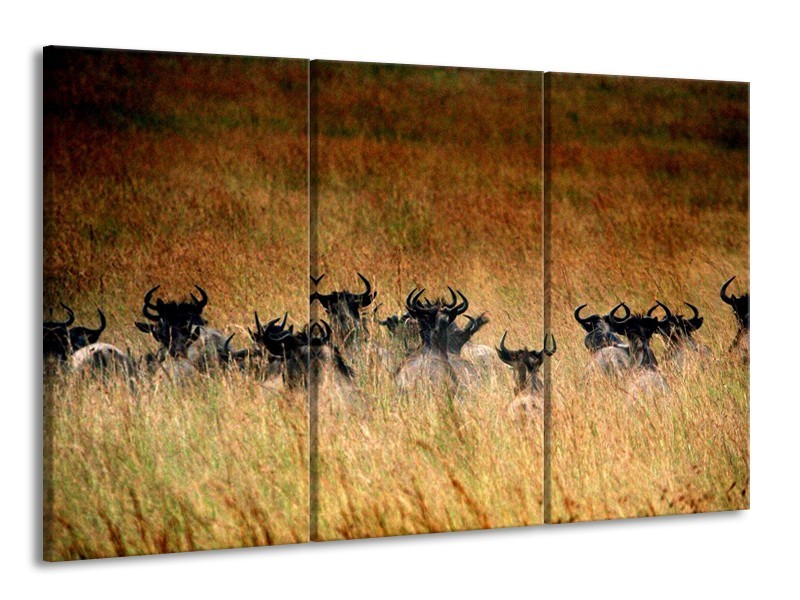 Canvas schilderij Dieren | Bruin | 165x100cm 3Luik