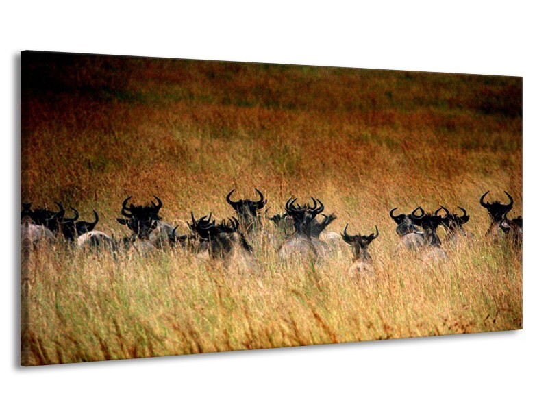 Canvas schilderij Dieren | Bruin | 170x90cm 1Luik