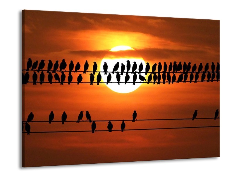 Glas schilderij Vogels | Zwart, Geel, Oranje | 100x70cm 1Luik