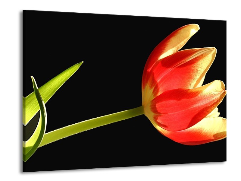Canvas schilderij Bloem | Rood, Groen, Zwart | 100x70cm 1Luik