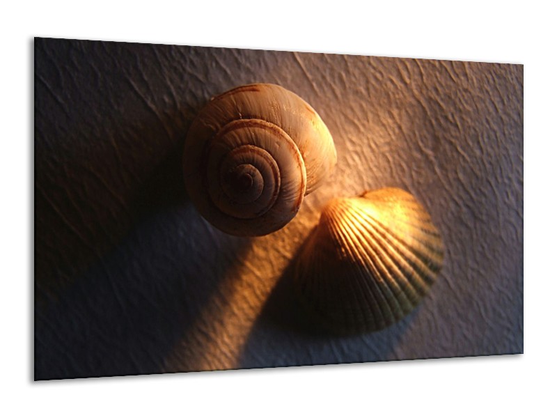 Canvas schilderij Schelpen | Geel, Zwart | 120x70cm 1Luik
