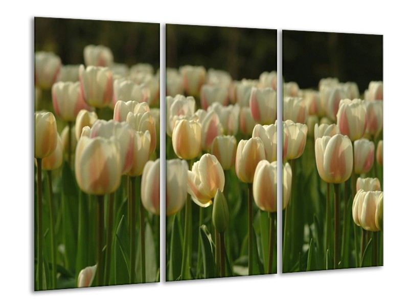 Canvas schilderij Tulp | Geel, Wit, Groen | 120x80cm 3Luik