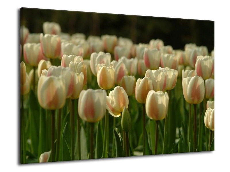 Glas schilderij Tulp | Geel, Wit, Groen | 70x50cm 1Luik
