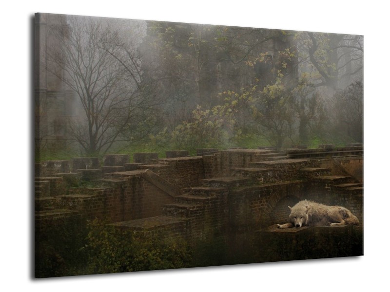 Glas schilderij Wolf | Groen, Grijs | 70x50cm 1Luik