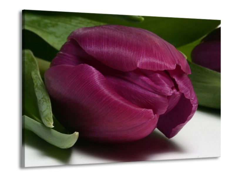Canvas schilderij Tulp | Paars, Groen, Wit | 100x70cm 1Luik