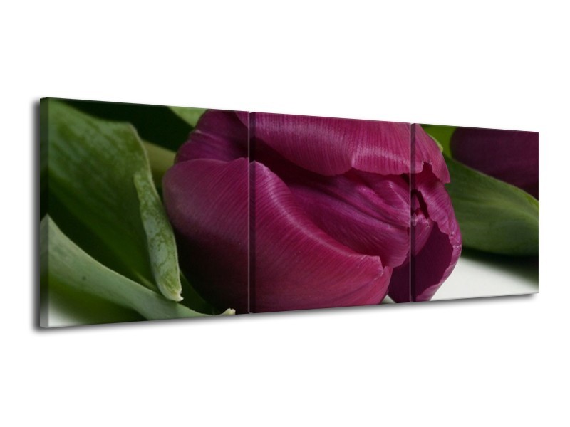 Canvas schilderij Tulp | Paars, Groen, Wit | 120x40cm 3Luik