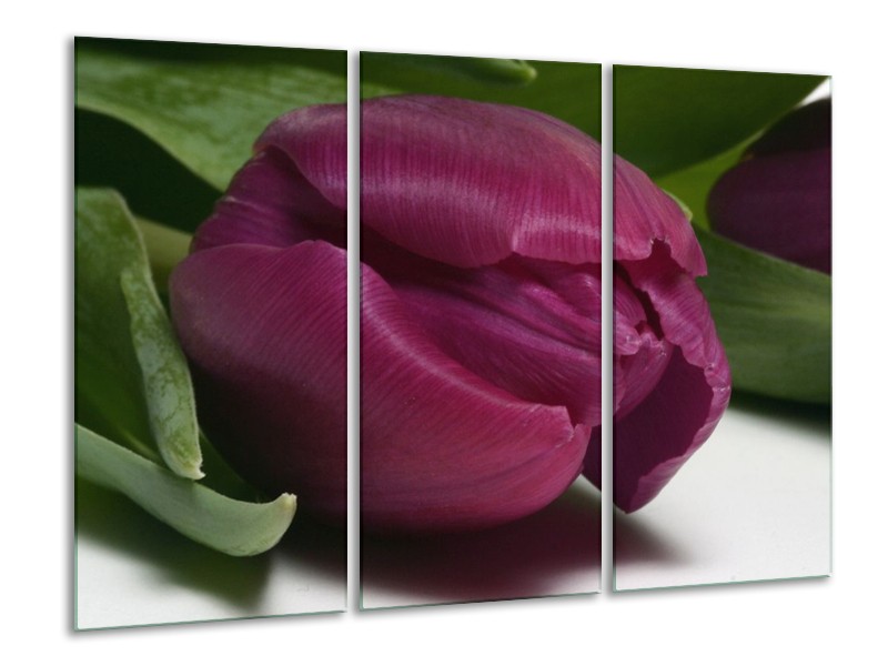 Canvas schilderij Tulp | Paars, Groen, Wit | 120x80cm 3Luik