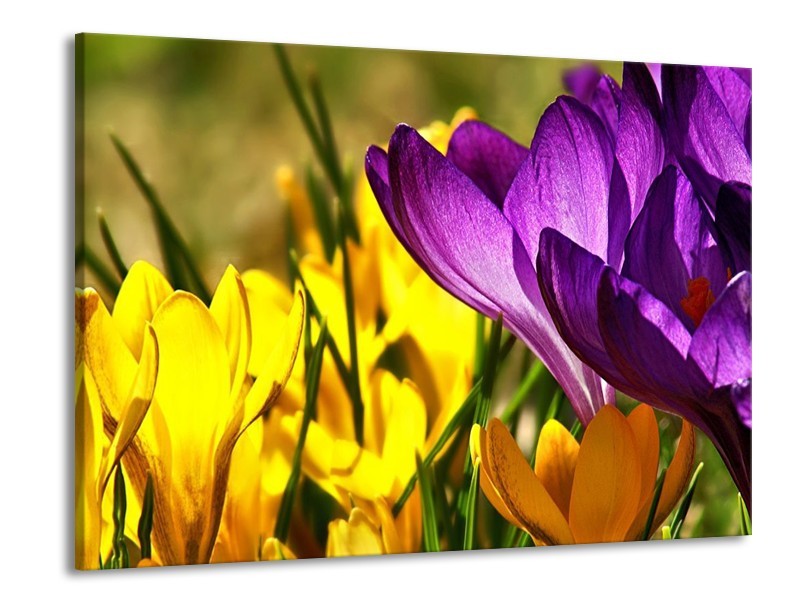 Canvas schilderij Krokus | Geel, Paars, Groen | 100x70cm 1Luik