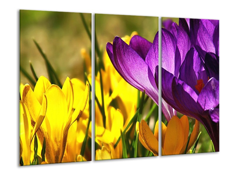 Canvas schilderij Krokus | Geel, Paars, Groen | 120x80cm 3Luik