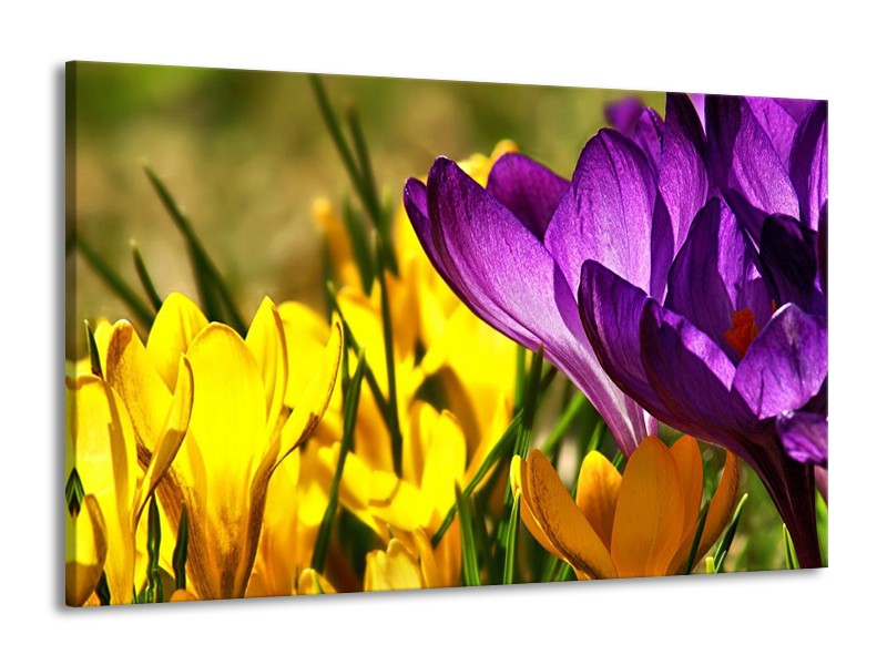 Canvas schilderij Krokus | Geel, Paars, Groen | 140x90cm 1Luik