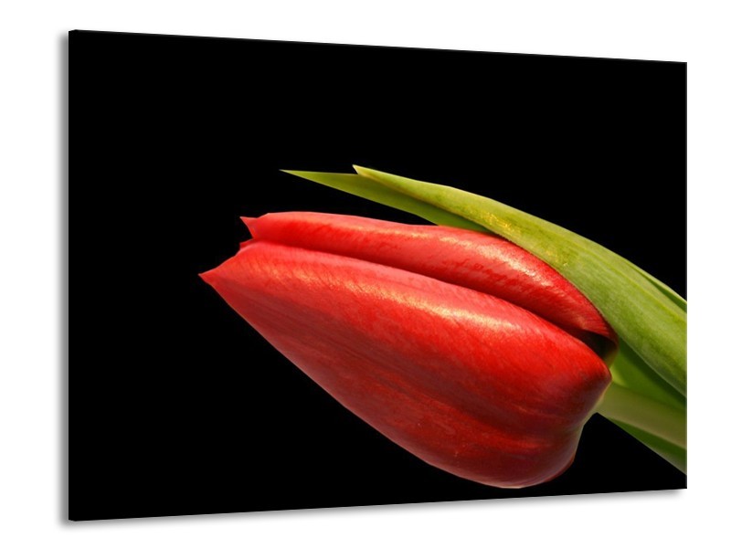 Canvas schilderij Tulp | Rood, Groen, Zwart | 100x70cm 1Luik