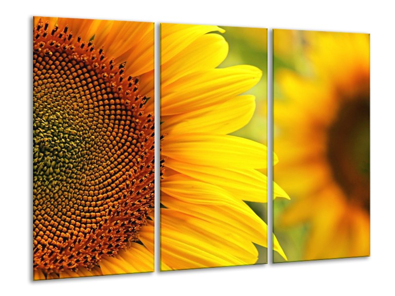 Canvas schilderij Zonnebloem | Geel, Bruin | 120x80cm 3Luik