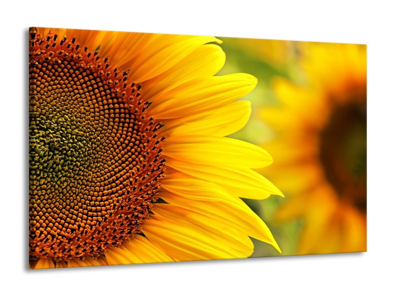 Canvas schilderij Zonnebloem | Geel, Bruin | 140x90cm 1Luik