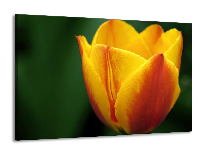 Canvas schilderij Tulp | Geel, Groen, Oranje | 140x90cm 1Luik