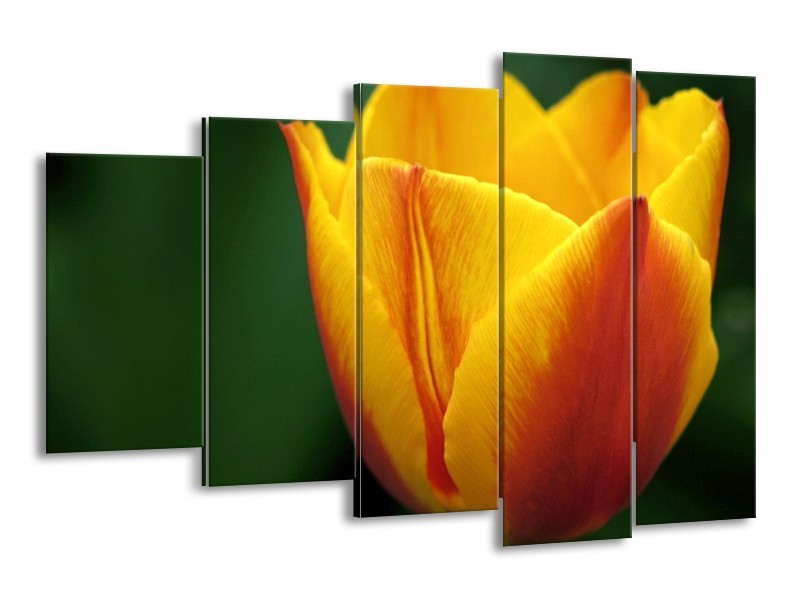 Canvas schilderij Tulp | Geel, Groen, Oranje | 150x100cm 5Luik