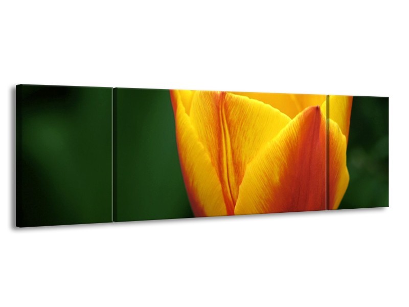 Canvas schilderij Tulp | Geel, Groen, Oranje | 170x50cm 3Luik