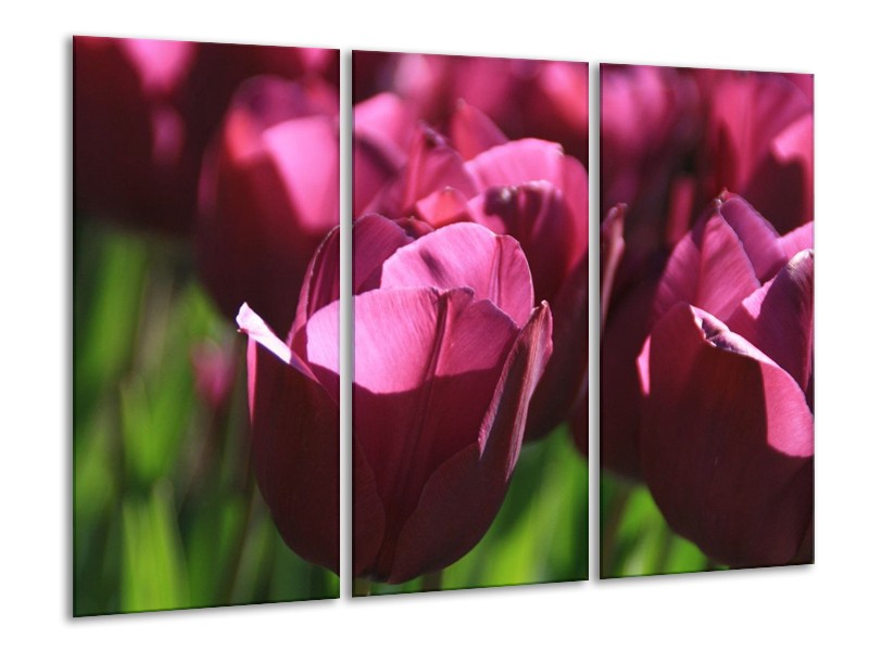 Canvas schilderij Tulp | Paars, Groen, Wit | 120x80cm 3Luik
