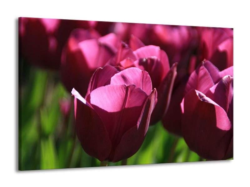 Canvas schilderij Tulp | Paars, Groen, Wit | 140x90cm 1Luik
