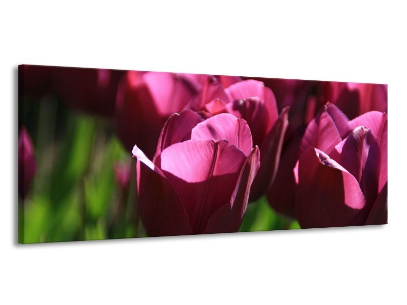Canvas schilderij Tulp | Paars, Groen, Wit | 145x58cm 1Luik