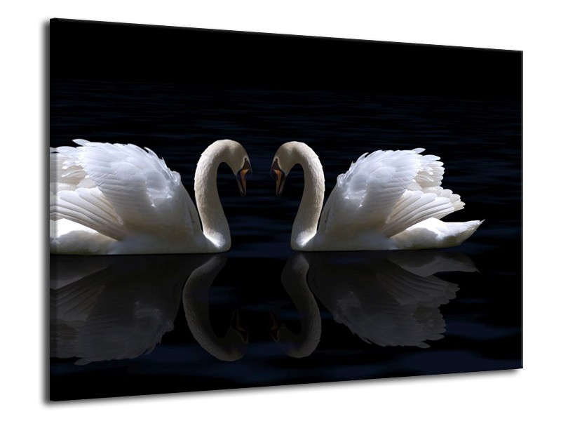 Canvas schilderij Zwanen | Wit, Zwart | 70x50cm 1Luik