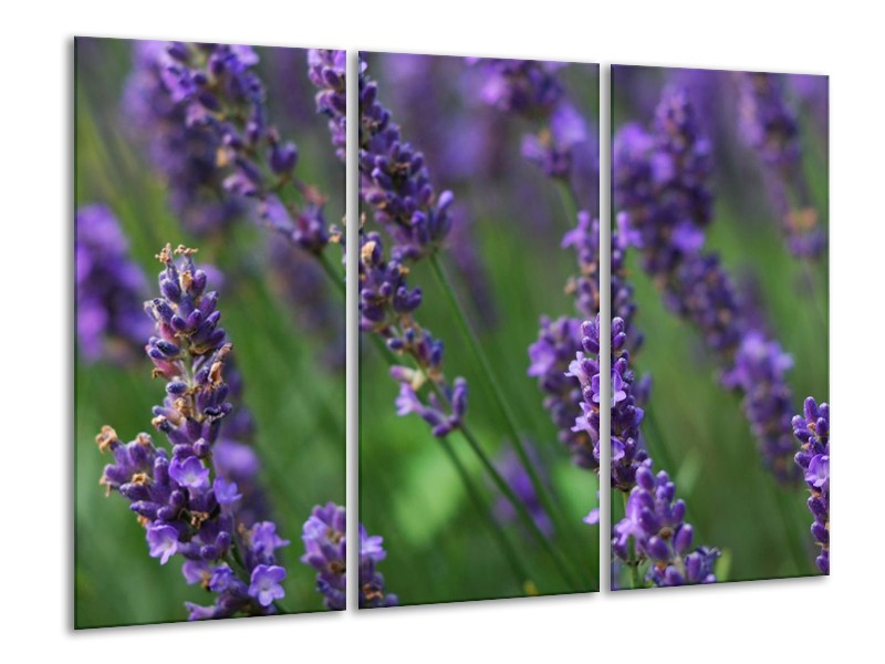 Canvas schilderij Lavendel | Blauw, Zwart, Groen | 120x80cm 3Luik