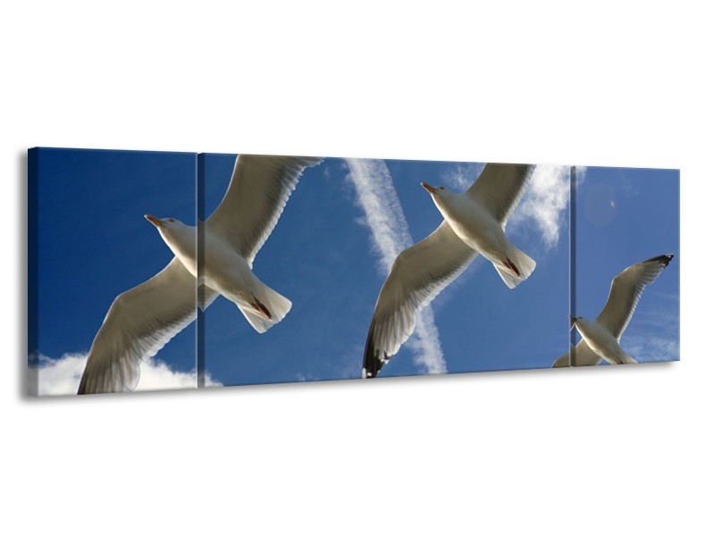Glas schilderij Vogels | Blauw, Zwart | 170x50cm 3Luik