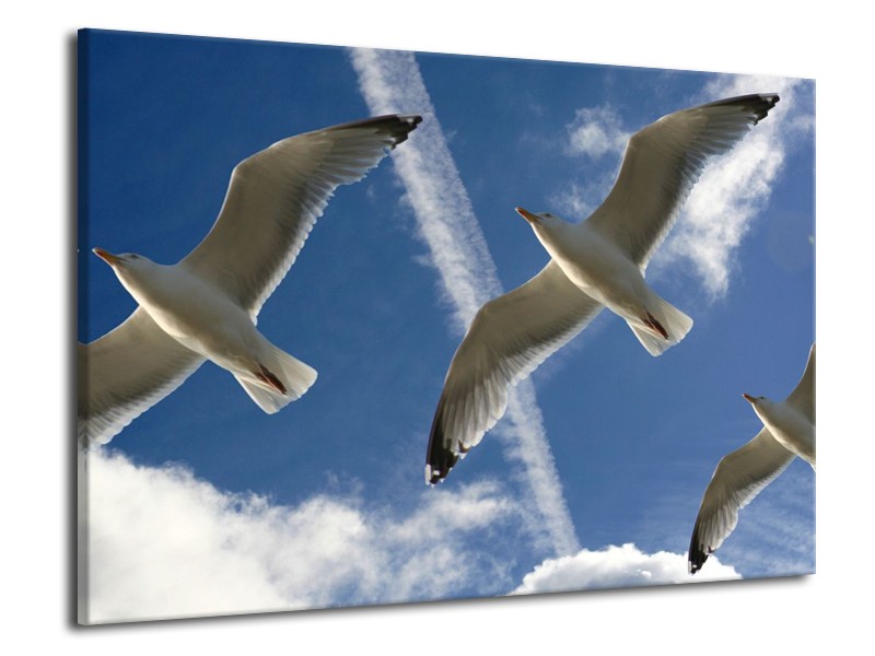 Canvas schilderij Vogels | Blauw, Zwart | 70x50cm 1Luik