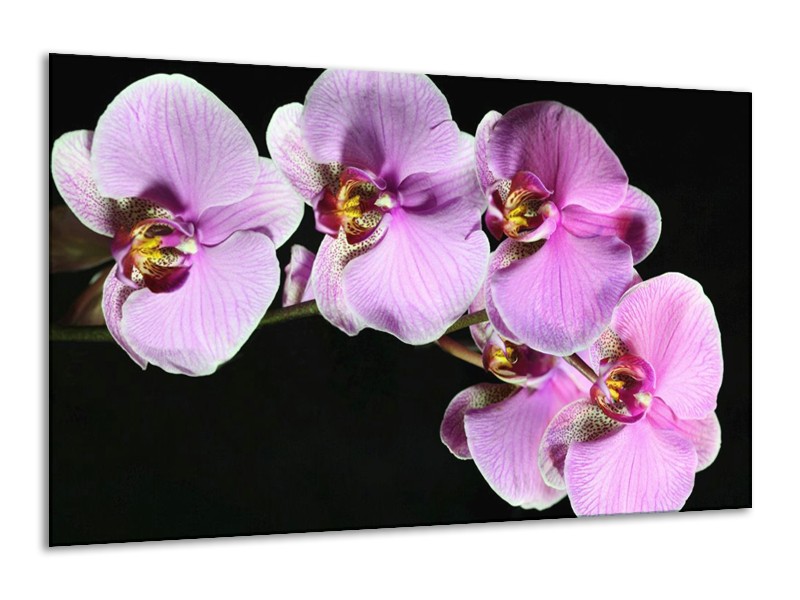 Canvas schilderij Orchidee | Zwart, Paars, Wit | 120x70cm 1Luik