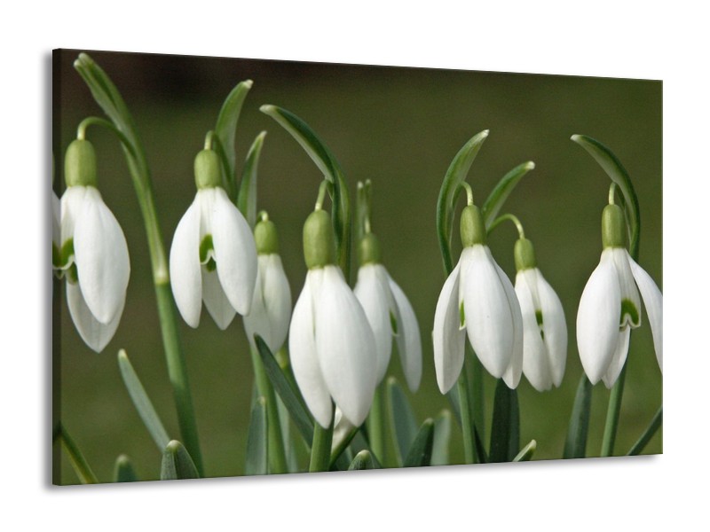Canvas schilderij Bloem | Groen, Wit | 140x90cm 1Luik
