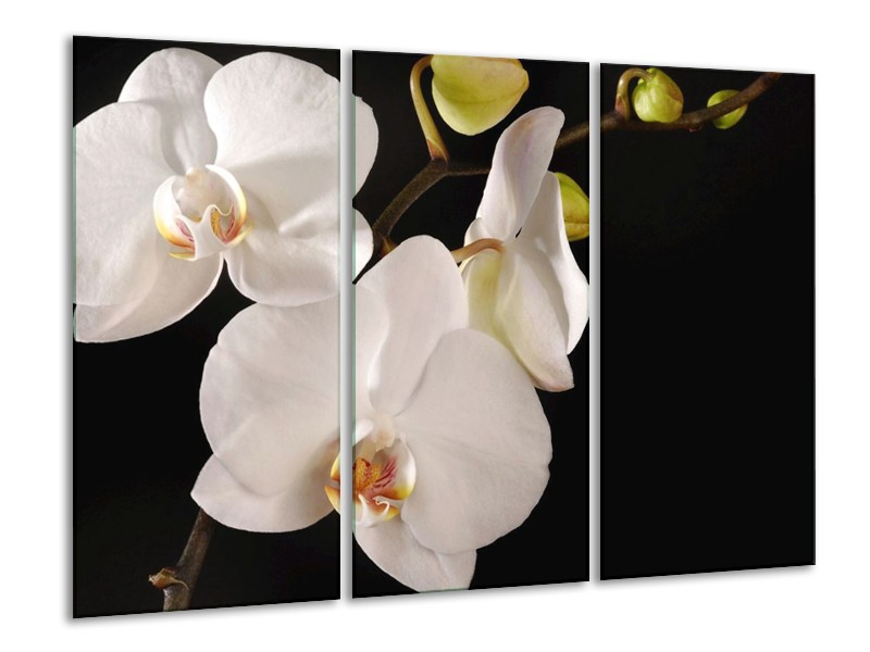 Canvas schilderij Orchidee | Wit, Zwart | 120x80cm 3Luik