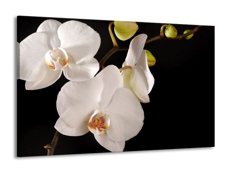Canvas schilderij Orchidee | Wit, Zwart | 140x90cm 1Luik