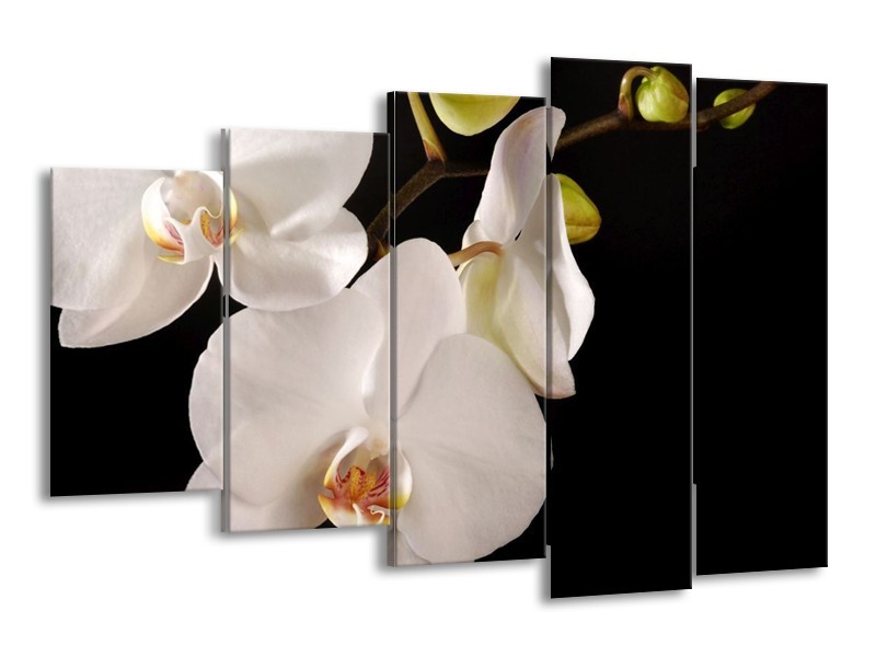 Canvas schilderij Orchidee | Wit, Zwart | 150x100cm 5Luik