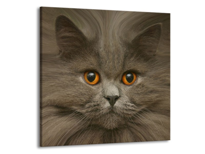 Canvas schilderij Kat | Grijs, Bruin, Wit | 50x50cm 1Luik