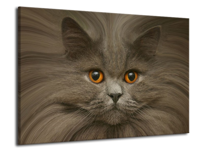 Canvas schilderij Kat | Grijs, Bruin, Wit | 70x50cm 1Luik