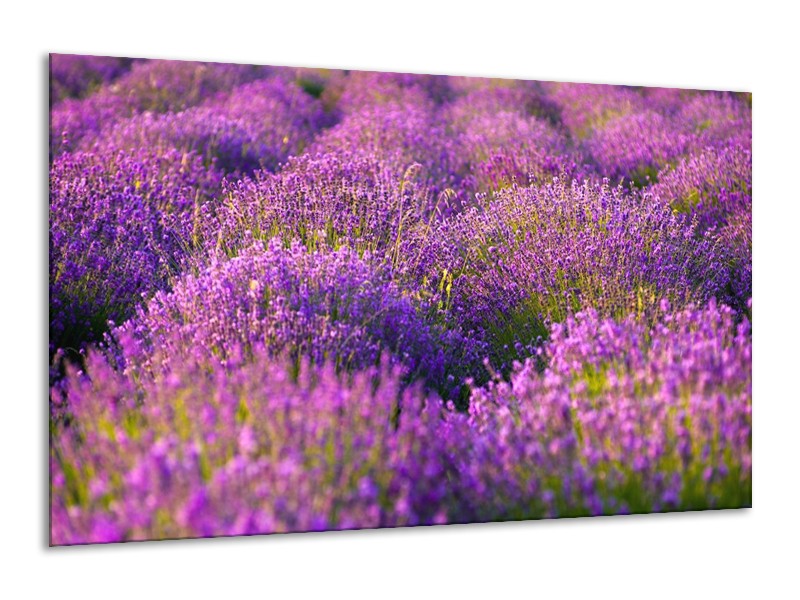 Canvas schilderij Lavendel | Paars, Groen | 120x70cm 1Luik