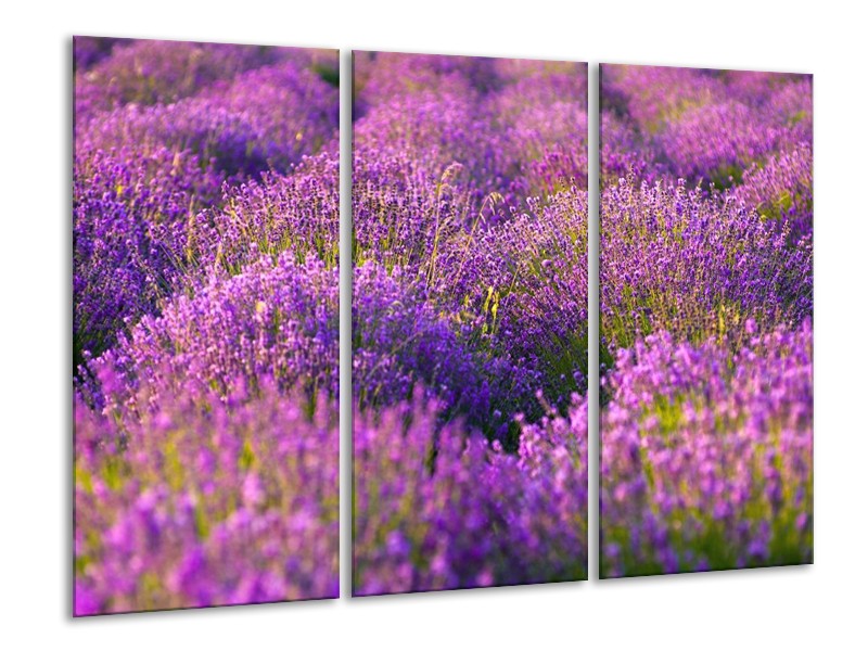 Canvas schilderij Lavendel | Paars, Groen | 120x80cm 3Luik
