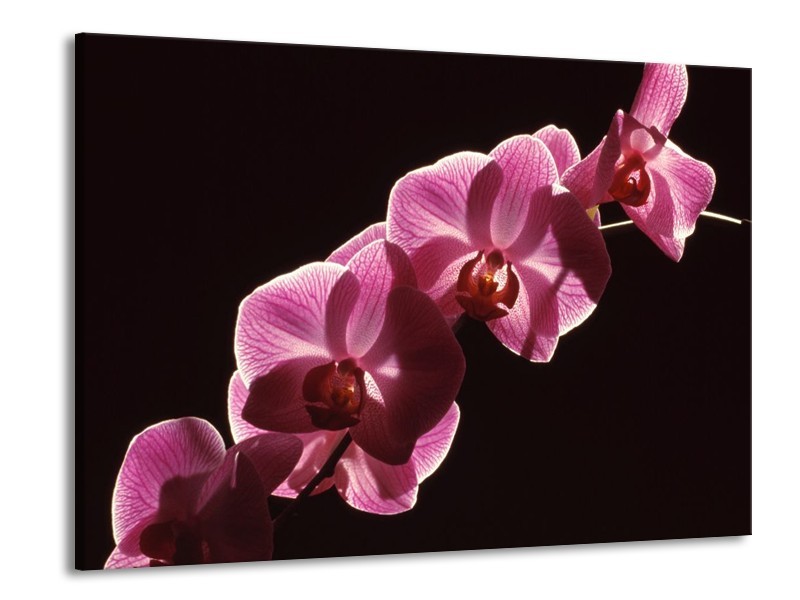 Canvas schilderij Orchidee | Paars, Wit, Zwart | 100x70cm 1Luik