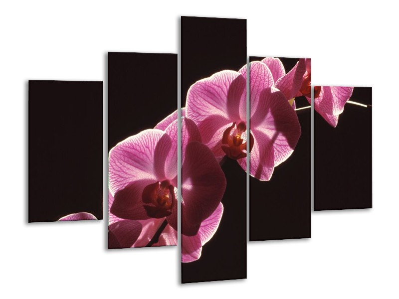 Canvas schilderij Orchidee | Paars, Wit, Zwart | 100x70cm 5Luik