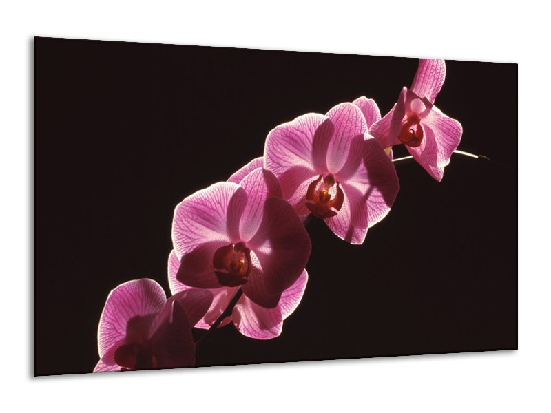Canvas schilderij Orchidee | Paars, Wit, Zwart | 120x70cm 1Luik