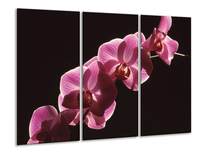 Canvas schilderij Orchidee | Paars, Wit, Zwart | 120x80cm 3Luik