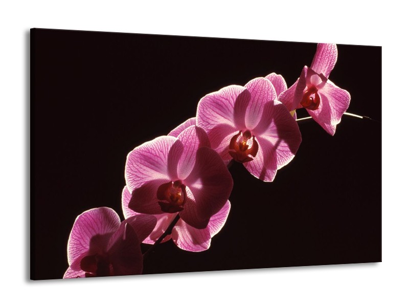 Canvas schilderij Orchidee | Paars, Wit, Zwart | 140x90cm 1Luik