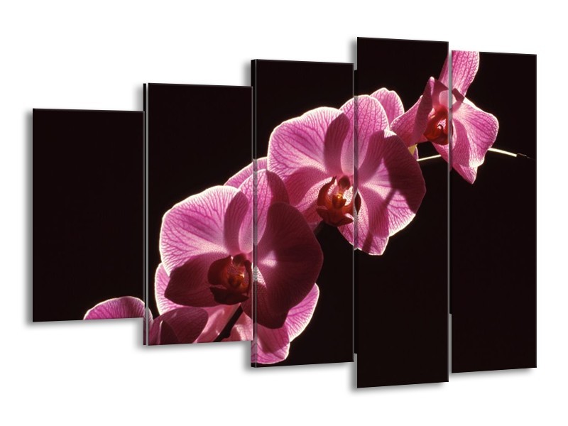 Canvas schilderij Orchidee | Paars, Wit, Zwart | 150x100cm 5Luik