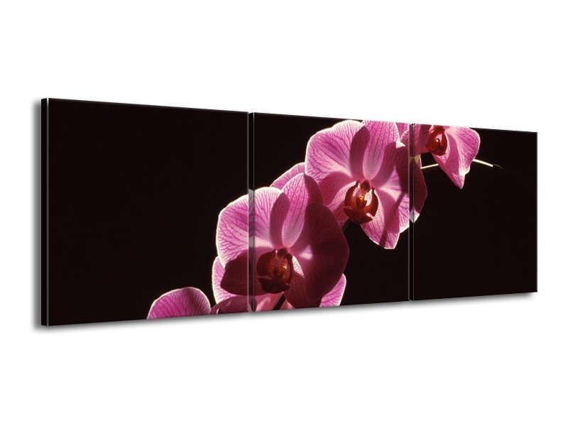 Canvas schilderij Orchidee | Paars, Wit, Zwart | 150x50cm 3Luik
