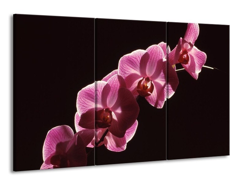 Canvas schilderij Orchidee | Paars, Wit, Zwart | 165x100cm 3Luik
