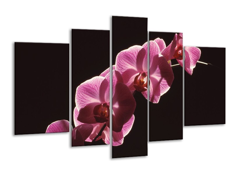 Glas schilderij Orchidee | Paars, Wit, Zwart | 170x100cm 5Luik